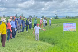 Ia Pa tập huấn kỹ thuật sản xuất lúa theo tiêu chuẩn VietGAP