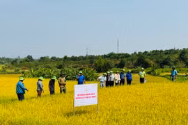 Ia Grai: Giống lúa TBR87, TBR97 cho năng suất khoảng 68 tạ/ha