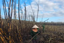 Kbang: Gần 5 ha mía bị cháy do vệ sinh đồng ruộng