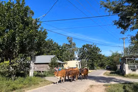 Quan tâm hoàn thiện cơ sở hạ tầng thiết yếu cho vùng sâu vùng xa