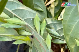 Vào mùa hái “tôm rừng”