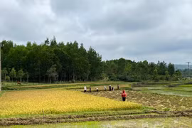 Gia Lai sửa đổi, bổ sung nội dung kế hoạch thực hiện chương trình phát triển kinh tế xã hội vùng DTTS và miền núi