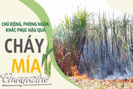Chủ động phòng ngừa, khắc phục hậu quả cháy mía