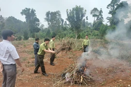 Hạt Kiểm lâm huyện Kbang tiêu hủy 2 cá thể khỉ vàng đã chết