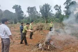 Hạt Kiểm lâm huyện Kbang tiêu hủy 2 cá thể khỉ vàng đã chết