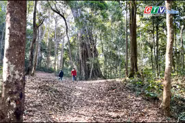 Dạo rừng ngày xuân