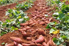 Kiểm điểm trách nhiệm liên quan vụ Thư mời ủng hộ khoai lang ở Chư Sê