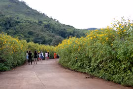 Ứng xử với hoa trong lễ hội hoa