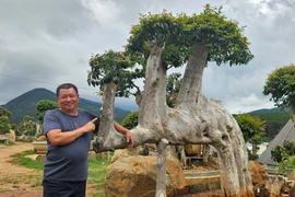 Mê mẩn vườn bằng lăng bonsai "độc nhất vô nhị" ở Mang Yang