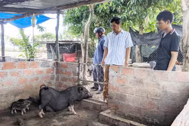 Đak Pơ tổng kết dự án phát triển giống heo đen tại vùng dân tộc thiểu số