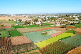 Sắc màu ruộng rau An Phú