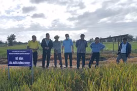 Krông Pa hội thảo đầu bờ mô hình trình diễn giống lúa BĐR27