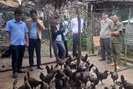 Nghiệm thu dự án chăn nuôi gà H’Mông thương phẩm tại xã Hbông