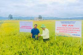 Sau hơn 3 tháng triển khai giống lúa TBR97 được đánh giá chịu sâu bệnh tốt, mỗi ha cho năng suất khoảng 75 tạ. Ảnh: Vũ Chi