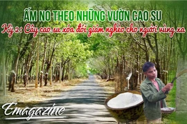 Ấm no theo những vườn cao su - Kỳ 2: Cây cao su xóa đói giảm nghèo cho người vùng xa