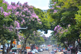 Sắc màu phố hoa