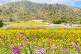 Người dân Krông Pa nô nức check-in đồi hoa hướng dương bên chân đèo Tô Na