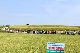 Giống lúa Hương Châu 6 trồng ở Chư Sê cho năng suất hơn 70 tạ/ha