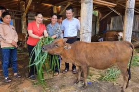 Pleiku hỗ trợ sinh kế cho 6 hộ nghèo dân tộc thiểu số