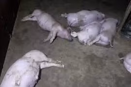 Xử phạt tài xế đổ 16 con lợn chết xuống sông Ba