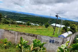 Xử phạt trang trại chăn nuôi heo không có giấy phép môi trường