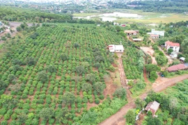 Thu hồi hơn 16.700 m2 đất lâm nghiệp do nguyên Trưởng Ban quản lý rừng phòng hộ chiếm dụng