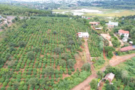 Thu hồi hơn 16.700 m2 đất lâm nghiệp do nguyên Trưởng Ban quản lý rừng phòng hộ chiếm dụng