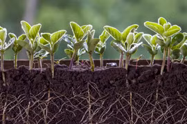 Các nhà khoa học giải mã phản ứng 'kêu cứu' của thực vật trước mầm bệnh