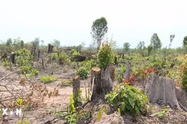 Kiểm tra, xác minh vụ phá rừng giáp ranh Gia Lai-Đắk Lắk