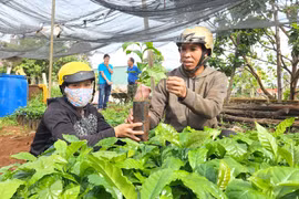 Giá cà phê tăng cao, người dân đổ xô trồng