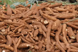 Xuất khẩu mì và sản phẩm từ mì đạt 581 triệu USD