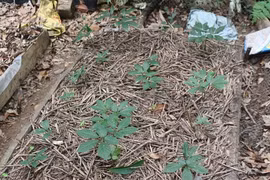 Sâm Việt giữa muôn vàn khó khăn: 'Cái khó bó cái khôn'