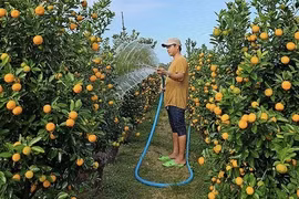 Lại một mùa hoa Tết...