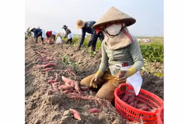 Nông dân thua lỗ do khoai lang mất mùa, rớt giá