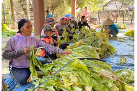 Người trồng thuốc lá vùng Đông Nam Gia Lai đón niềm vui kép