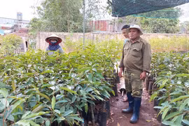 “Sốt giá” cây giống sầu riêng, hồ tiêu