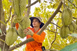 Giá nông sản tăng ổn định: Cơ hội phát triển nông nghiệp bền vững