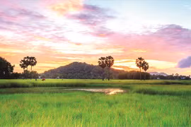 Chập chờn xứ quê