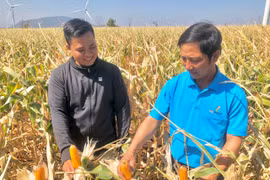 Nông dân Chư Pưh chuyển đổi cây trồng để nâng cao thu nhập