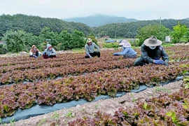 Cầu vồng nơi xứ người