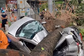 Hàng loạt ô tô ở Hà Nội bị cây đổ đè bẹp trong bão Yagi