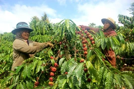 Giá cà phê hôm nay (28-8): Tăng nhẹ 200 đồng