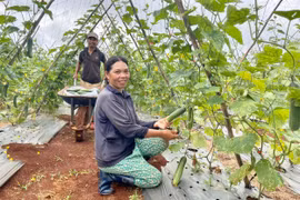 Dự án xây dựng vùng trồng rau củ quả VietGAP: Hình thành thói quen trồng rau an toàn