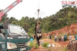 Số lượng bò sữa bị chết tại Lâm Đồng tiếp tục tăng cao