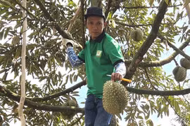 Sầu riêng rớt giá, nhà vườn lên mạng tìm người mua