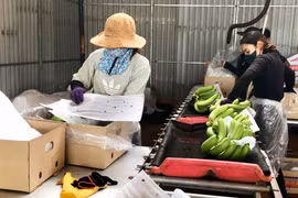 Chú trọng kiểm dịch thực vật tại vùng trồng, cơ sở đóng gói nông sản xuất khẩu