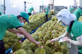 Giá sầu riêng, gạo, cà phê tiếp tục lập đỉnh