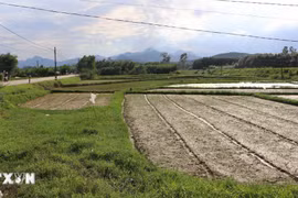 Quảng Ngãi: Nộp tiền mua đất nhưng 30 năm chưa được cấp đất