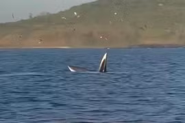 Cá voi săn mồi tại vùng biển Gành Đá Đĩa