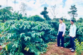 Ia Grai tích cực hỗ trợ người dân tái canh cà phê